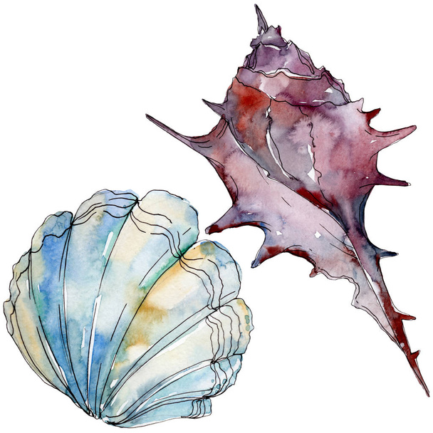 Summer beach seashell tropical underwater elements. Watercolor background illustration set. Watercolour drawing fashion aquarelle isolated. Isolated shell illustration element. - Foto, Imagen