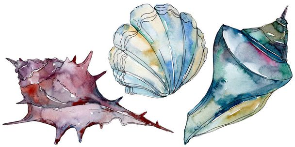 Summer beach seashell tropical underwater elements. Watercolor background illustration set. Watercolour drawing fashion aquarelle isolated. Isolated shell illustration element. - Zdjęcie, obraz