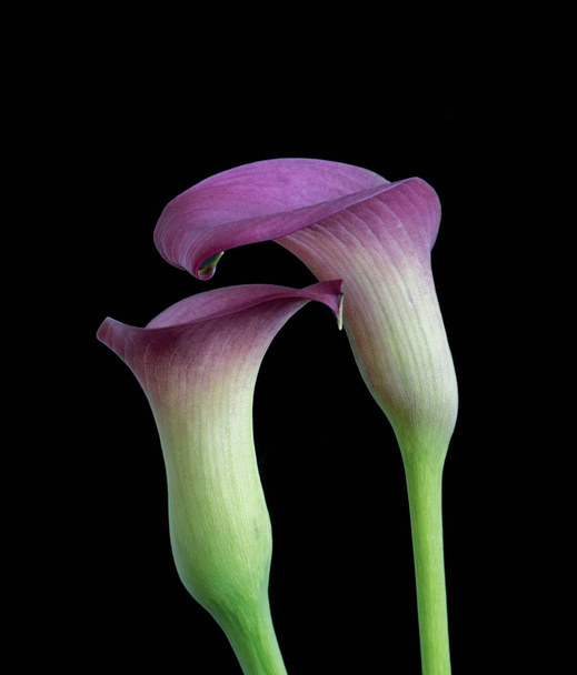 isolierte violette Calla-Blüten, schwarzer Hintergrund - Foto, Bild