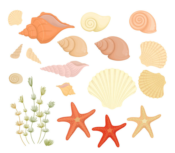 Yaz deniz kabukları ve denizyıldızı beyaz izole seti - Vektör, Görsel