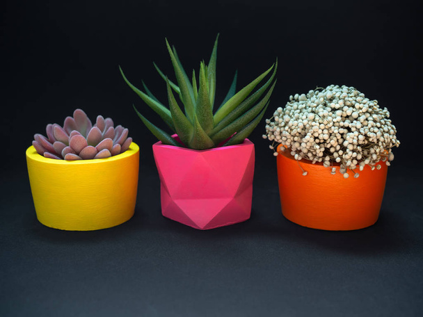 Красивые различные геометрические бетонные плантаторы с кактусом, флове
 - Фото, изображение