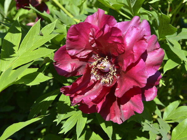 Flor de peonía china roja de primer plano (Paeonia lactiflora
)  - Foto, Imagen