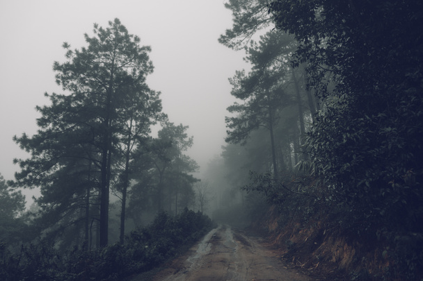 Strada forestale Nebbia e pioggia la sera
 - Foto, immagini