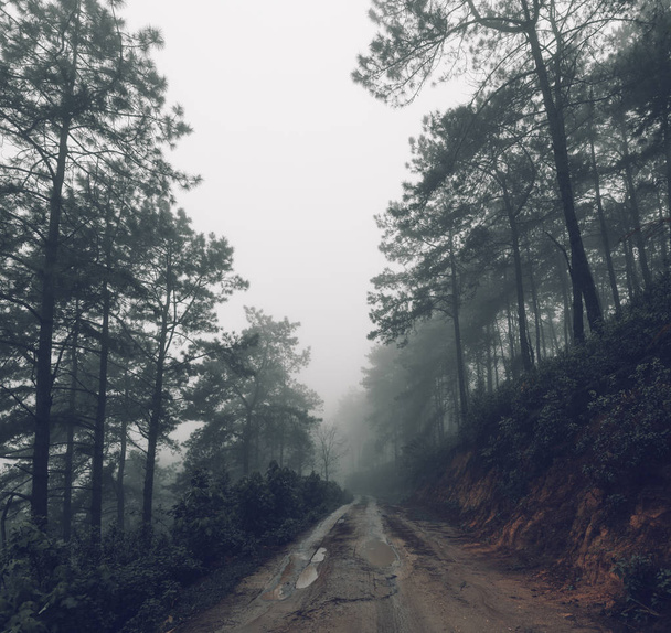 Bosque camino Niebla y lluvia por la noche
 - Foto, imagen