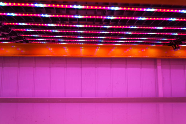 Special red white and blue LED lights belts above empty shelves in aquaponics system combining fish aquaculture with hydroponics, cultivating plants in water under artificial lighting, indoors - Фото, зображення