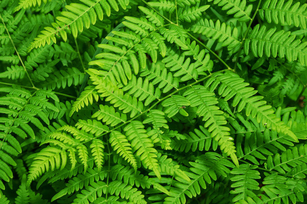 Fern in the forest close-up. Green fern in selective focus - Foto, immagini