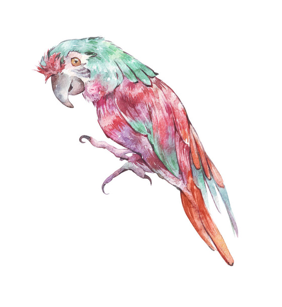 ilustracja papuga na białym tle - Zdjęcie, obraz