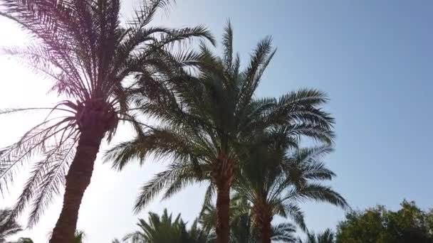 Mavi gökyüzünde geçen palmiye ağaçları. Avuç içi boyunca yürümek. Afrika, Mısır - Video, Çekim