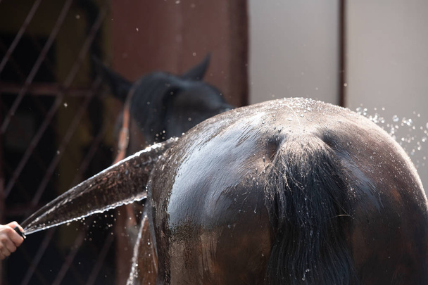 young girl washing down a horse with a hose and kissing it - Photo, Image