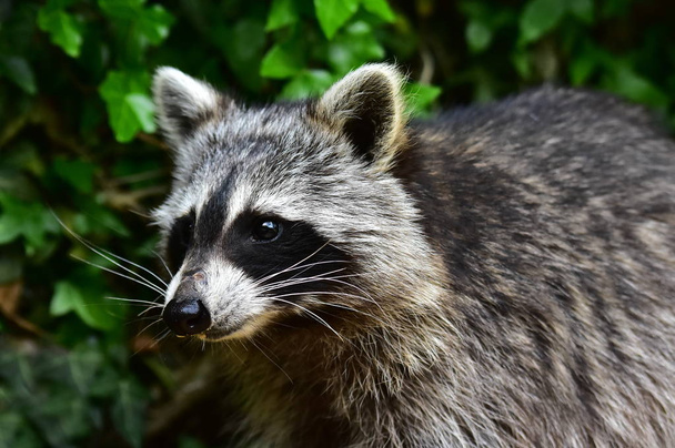 Raccoon - Waschbaer - Raton Laveur - Фото, зображення