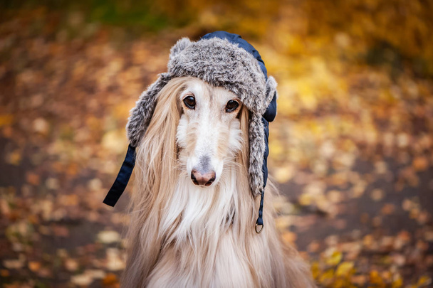 秋の森を背景に、面白い毛皮の帽子に犬、アフガニスタンの猟犬。動物のための概念服、犬のためのファッション - 写真・画像