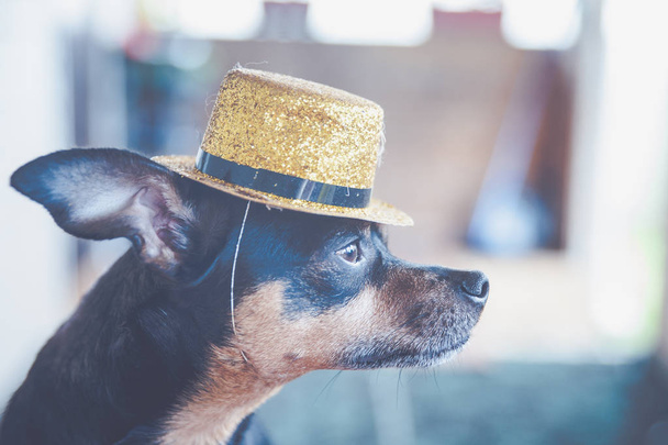 собака в золотому капелюсі, зображення фокусника, циркового художника. Ру
 - Фото, зображення