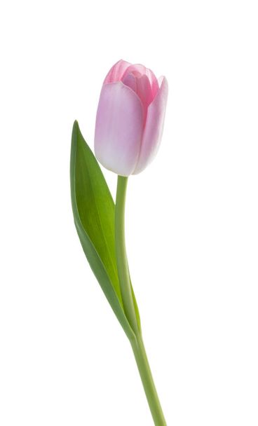 roze tulp bloem geïsoleerde witte achtergrond zonder schaduw - Foto, afbeelding