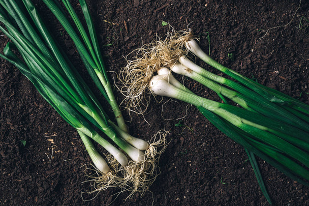 Spring onion or scallion on garden ground, top view - Foto, Imagen