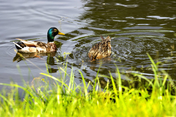 Un par de patos salvajes en el estanque
. - Foto, Imagen