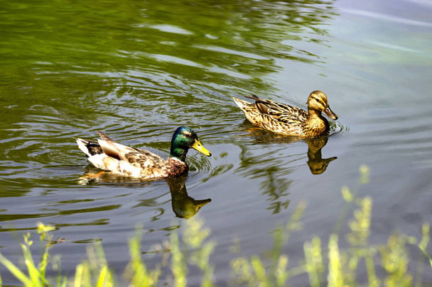 Une paire de canards sauvages dans l'étang
. - Photo, image