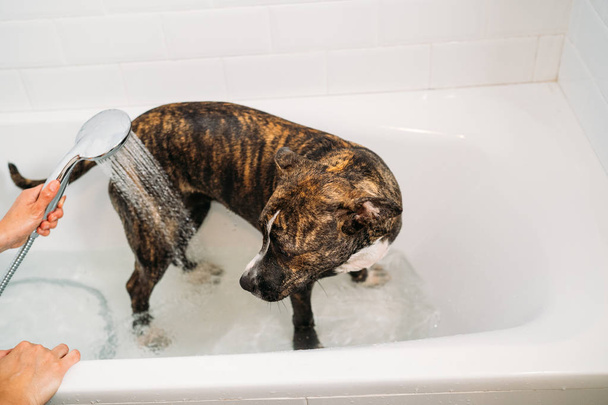 Mulher a banhar o American Staffordshire Terrier ou o cão Amstaff. Felicidade cão tomando um banho de espuma
. - Foto, Imagem