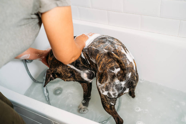 Mujer bañando a su American Staffordshire Terrier o al perro Amstaff. Felicidad perro tomando un baño de burbujas
. - Foto, Imagen