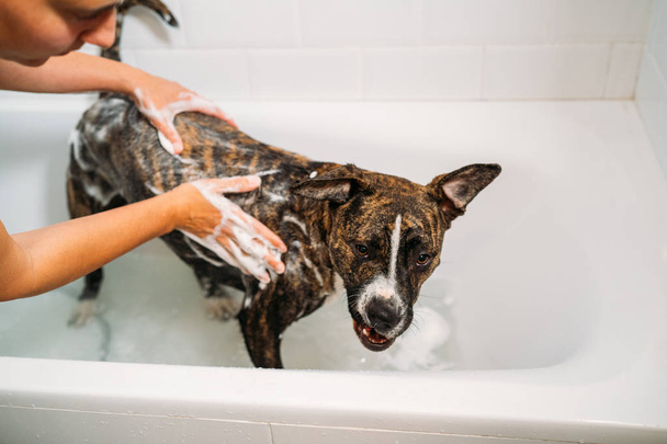 Kobieta kąpieli jej American staffordshire terrier lub pies amstaff. Szczęście pies biorąc kąpiel bąbelkową. - Zdjęcie, obraz