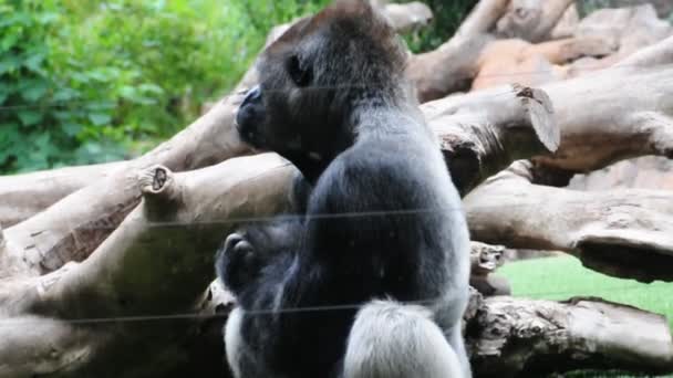 Gorila
 - Filmagem, Vídeo