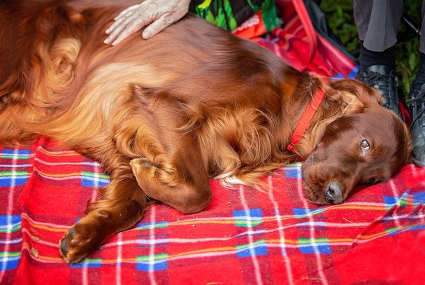 Expresión conmovedora en perro español
 - Foto, Imagen