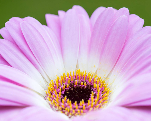 Gerbera kwiat - Zdjęcie, obraz