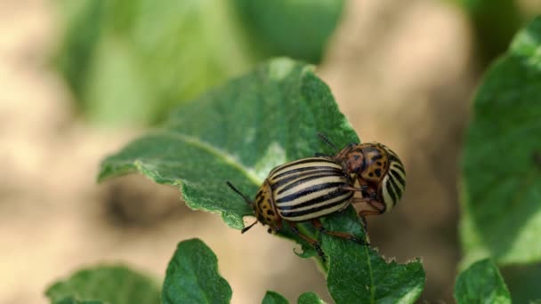 Colorado Potato Beetle (Leptinotarsa decemlineata) - Záběry, video