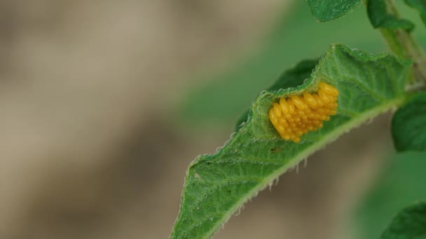Eggs of Colorado Potato Beetle (Leptinotarsa decemlineata) - Materiaali, video