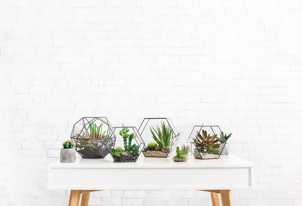 Composition of succulent plants on table, copy space - Foto, afbeelding