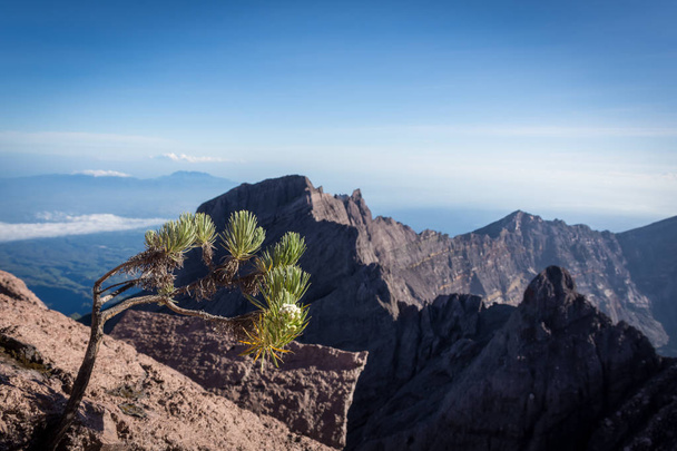 Una flor Edelweiss o conocida como flor eterna. Raung es el más desafiante de todos los senderos de montaña de Java, también es uno de los volcanes más activos en la isla de Java en Indonesia
. - Foto, imagen