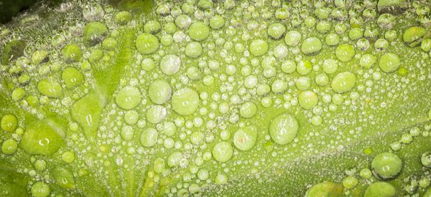 Morgentau - perfekte Wassertropfen auf grünen Blättern - Foto, Bild
