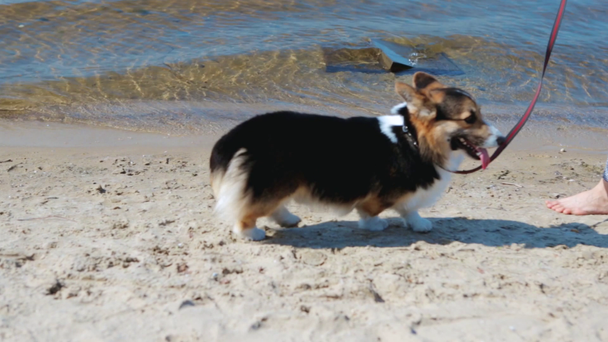 hermosa joven delgada atlética mujer caminando con lindo tricolor perro galés Corgi en la playa de arena en la mañana soleada
. - Imágenes, Vídeo