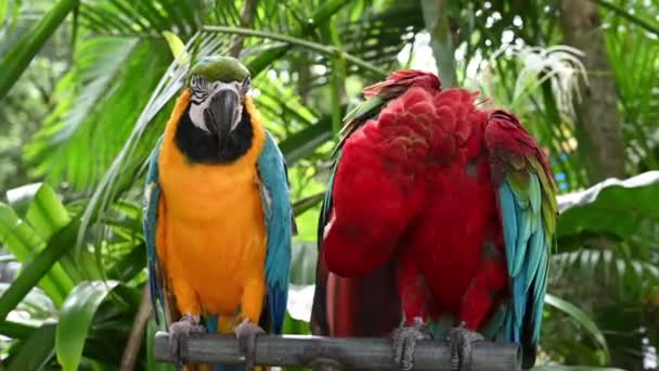 Couple of red and green macaw with blue and yellow macaw - Footage, Video