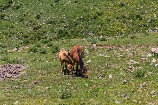 horse and foal in nature eating grass - Foto, Bild