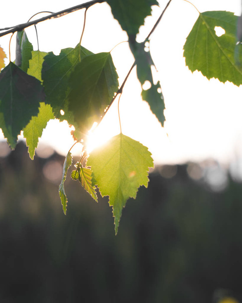 Sunlight shining through green leaves.  - Photo, Image