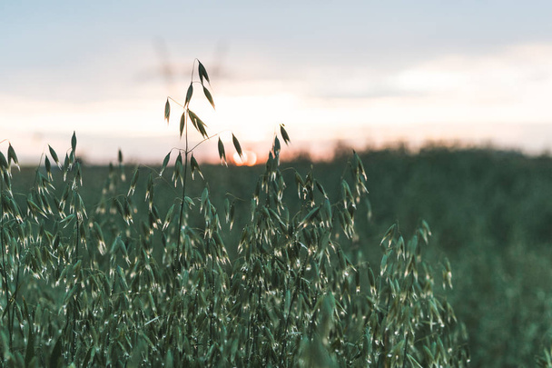 close up of a field, sunset in the background.  - Photo, image