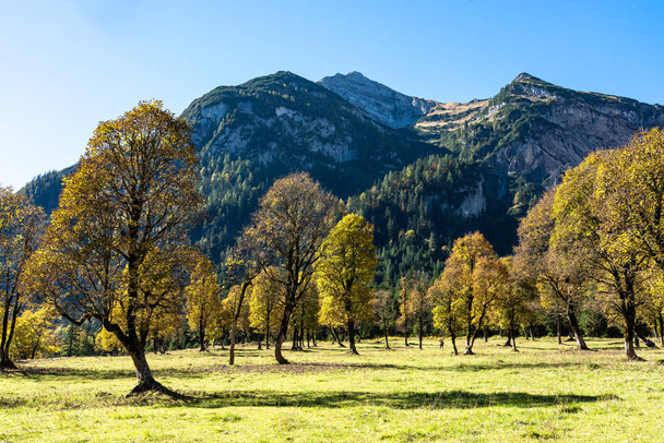juharfák Ahornboden, a Karwendel-hegység, Tirol, Ausztria - Fotó, kép