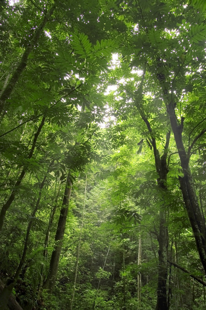 Green forest - Фото, зображення