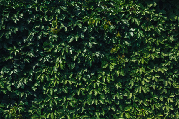 Fondo de patrón de hojas verdes, Fondo natural y fondo de pantalla - Foto, imagen