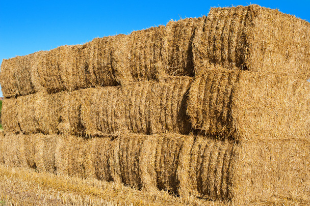 Стопка сенокосов в поле, Англия
. - Фото, изображение