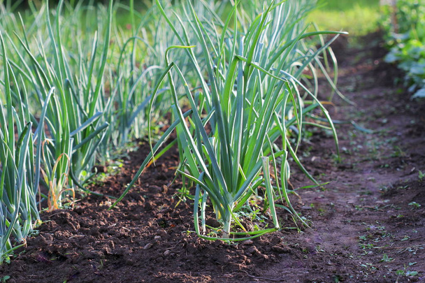 Young spring onion sprout on the field. Organically grown onions in the soil. Organic farming. - Foto, afbeelding