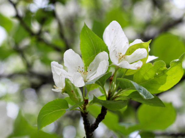 apple blossom in spring on one branch - Фото, изображение