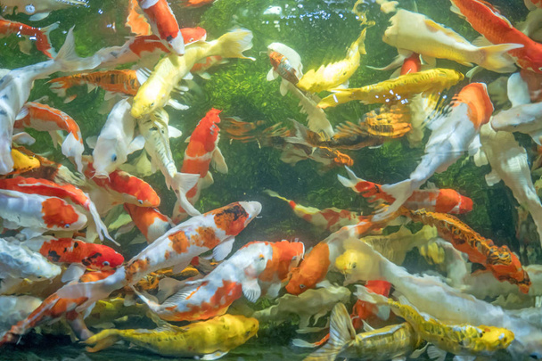 Sok Koi hal úszni a tóban. sekély fókusz hatása. - Fotó, kép