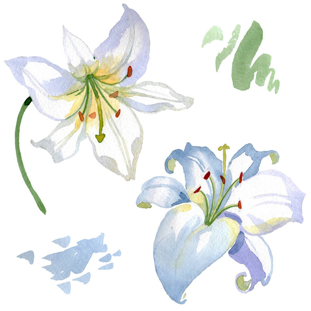 White lily floral botanical flowers. Wild spring leaf wildflower isolated. Watercolor background illustration set. Watercolour drawing fashion aquarelle. Isolated lilies illustration element. - Foto, afbeelding