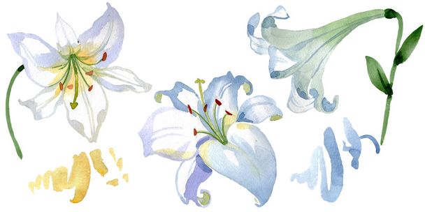 White lily floral botanical flowers. Wild spring leaf wildflower isolated. Watercolor background illustration set. Watercolour drawing fashion aquarelle. Isolated lilies illustration element. - 写真・画像