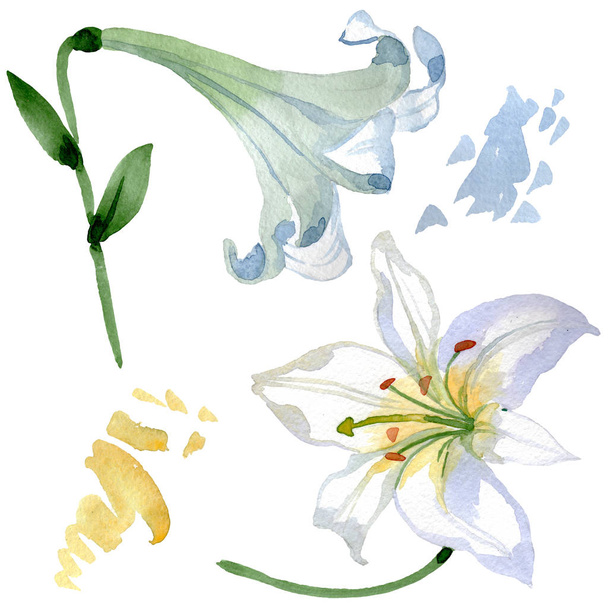 Λευκά λουλουδάτα βοτανικά λουλούδια κρίνου. Άγριο ανοιξιάτικο λουλούδι απομονωμένο. Ακουαρέλα σύνολο εικονογράφησης φόντου. Υδατογραφία σχέδιο aquarelle μόδας. Μεμονωμένο στοιχείο απεικόνισης κρίνων. - Φωτογραφία, εικόνα