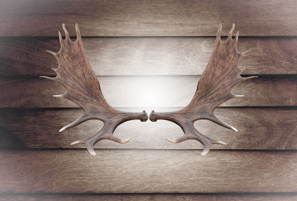 Closeup horn moose on wooden wall - Photo, Image