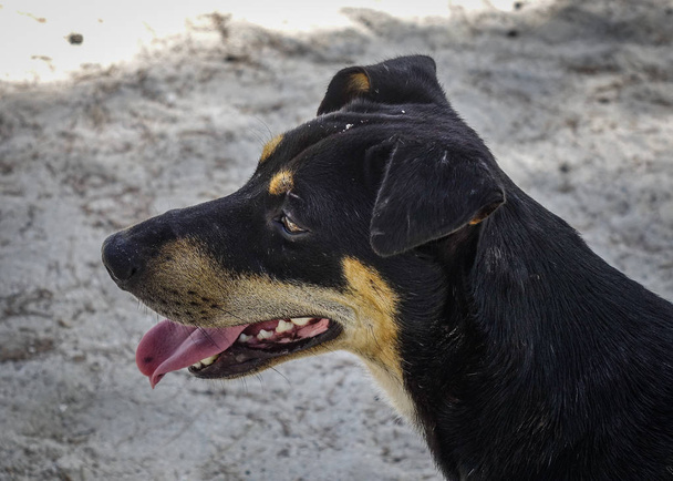 ein Hund entspannt sich am Sandstrand - Foto, Bild