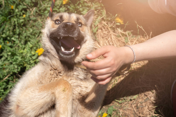 タンポポで芝生の上に横たわって舌を突き出した幸せな犬の写真 - 写真・画像