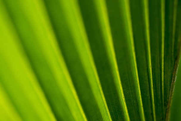 Kokosový list, světlý a stín, abstraktní - Fotografie, Obrázek